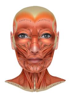 Myofascial Release for the Face