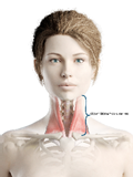 Myofascial Release for the Face
