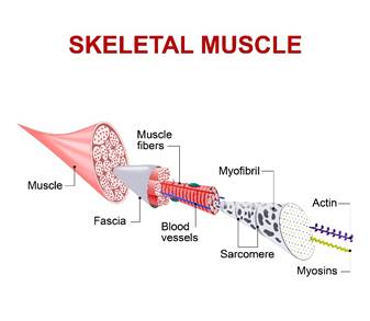 TMD vs TMJ skeletal muscle picture