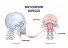 myolohyoid