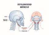 stylohyoid